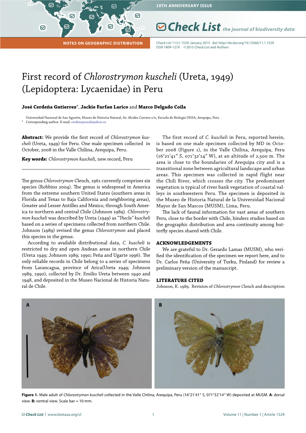 Chlorostrymon Kuscheli (Ureta, 1949) (Lepidoptera: Lycaenidae) in Peru