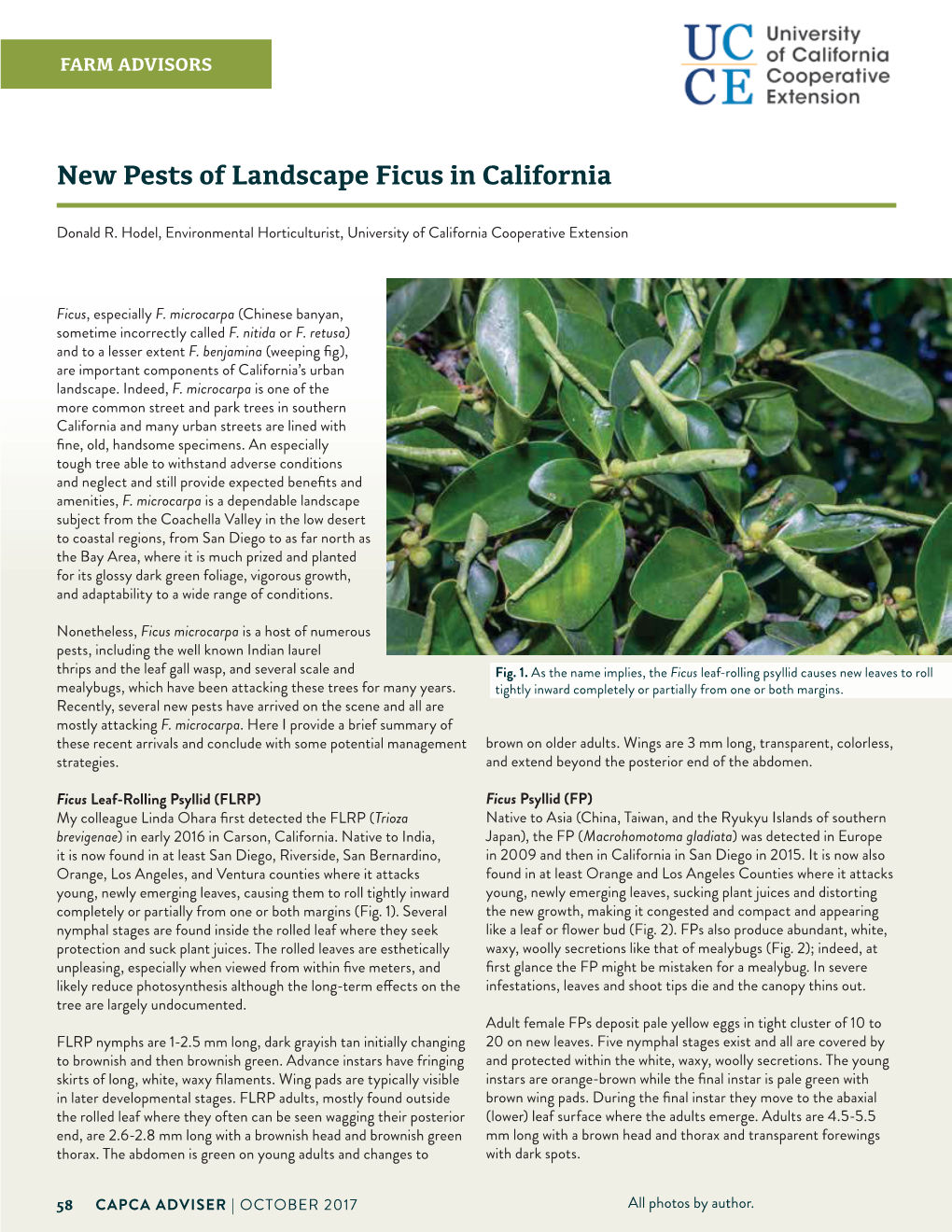 New Pests of Landscape Ficus in California