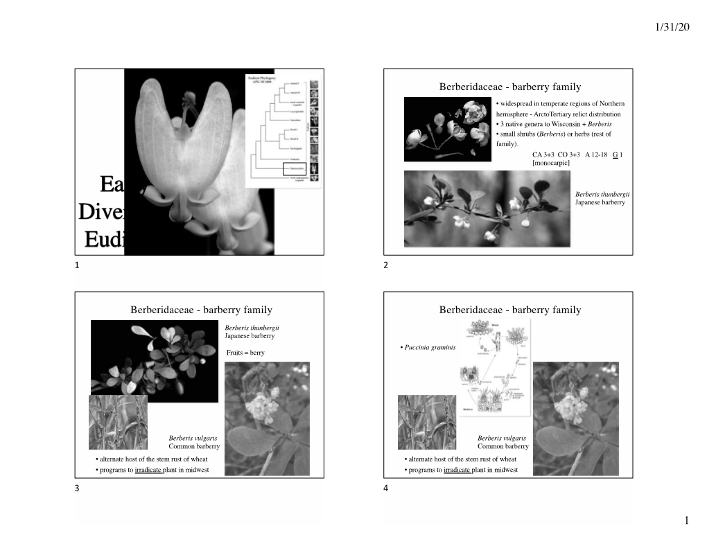 Early Diverging Eudicots