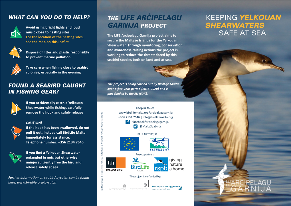 Shearwaters Yelkouan the Life Arcipelagu Garnija Project