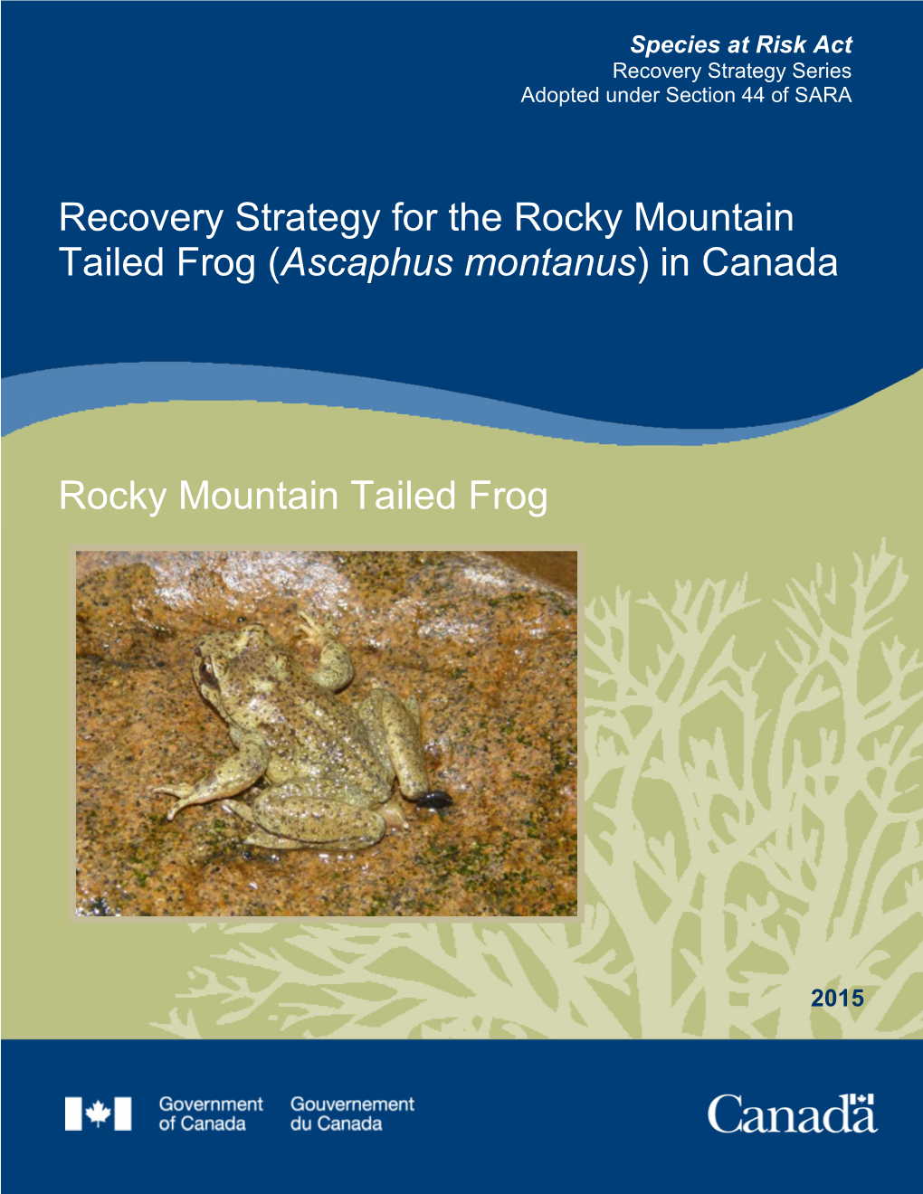 Rocky Mountain Tailed Frog (Ascaphus Montanus) in Canada