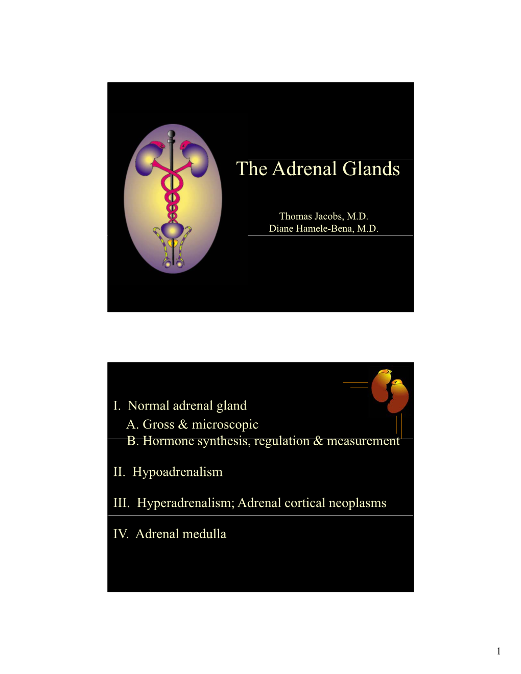 The Adrenal Glands