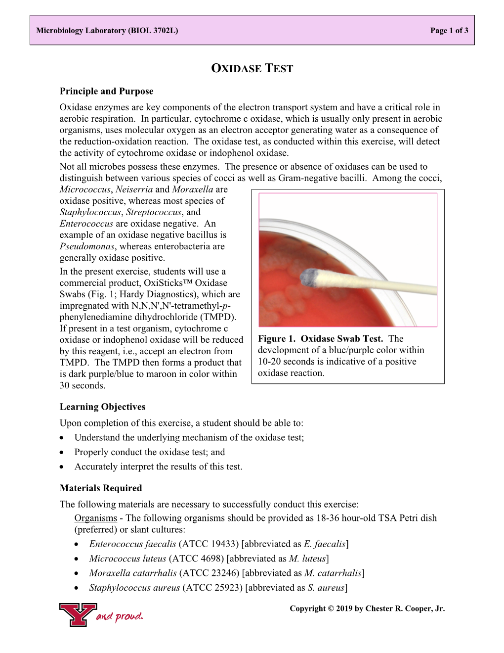 Oxidase Test