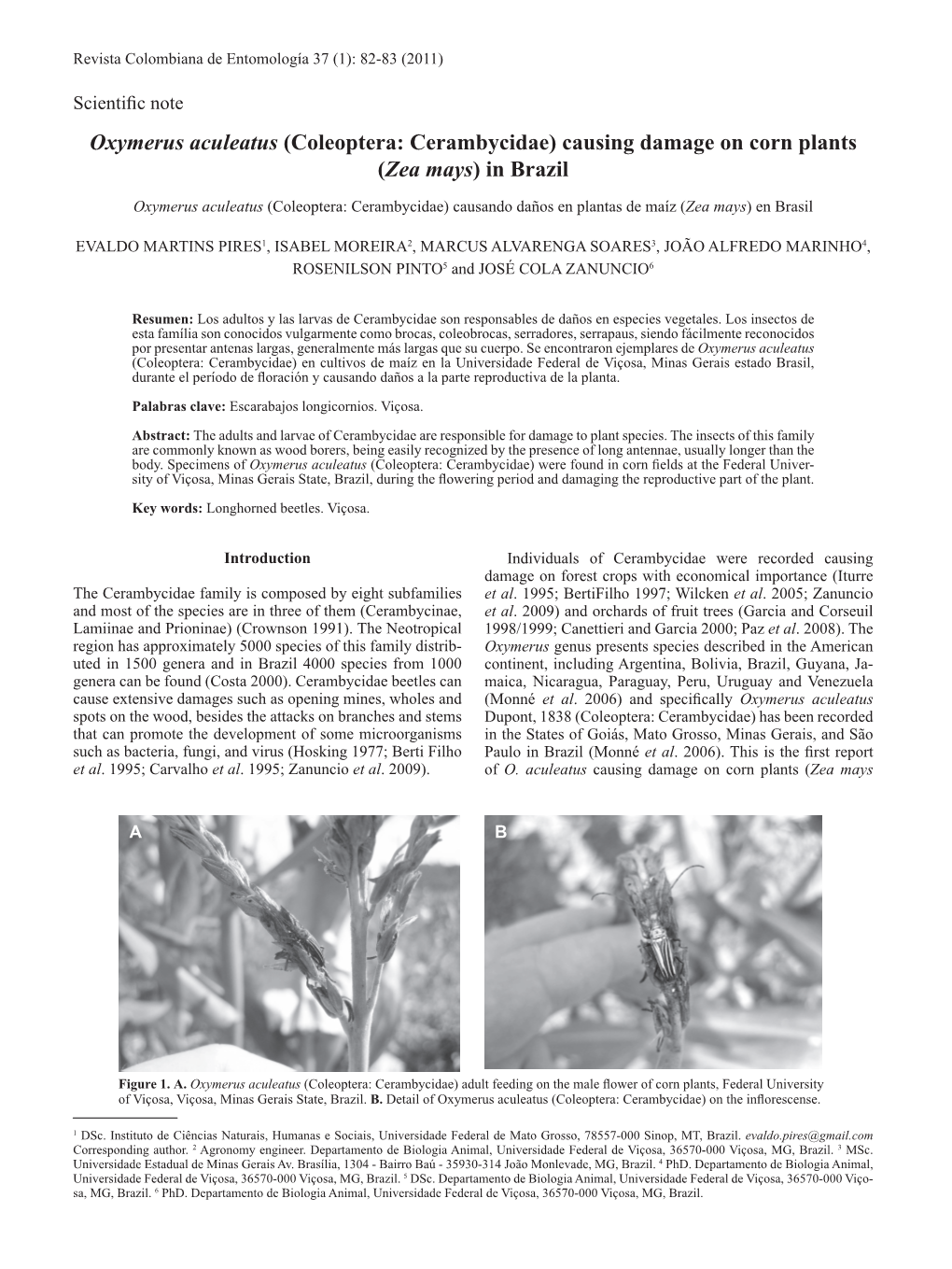 Oxymerus Aculeatus (Coleoptera: Cerambycidae) Causing Damage on Corn Plants (Zea Mays) in Brazil