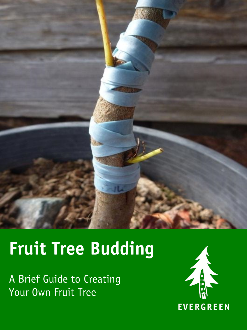 Fruit Tree Budding