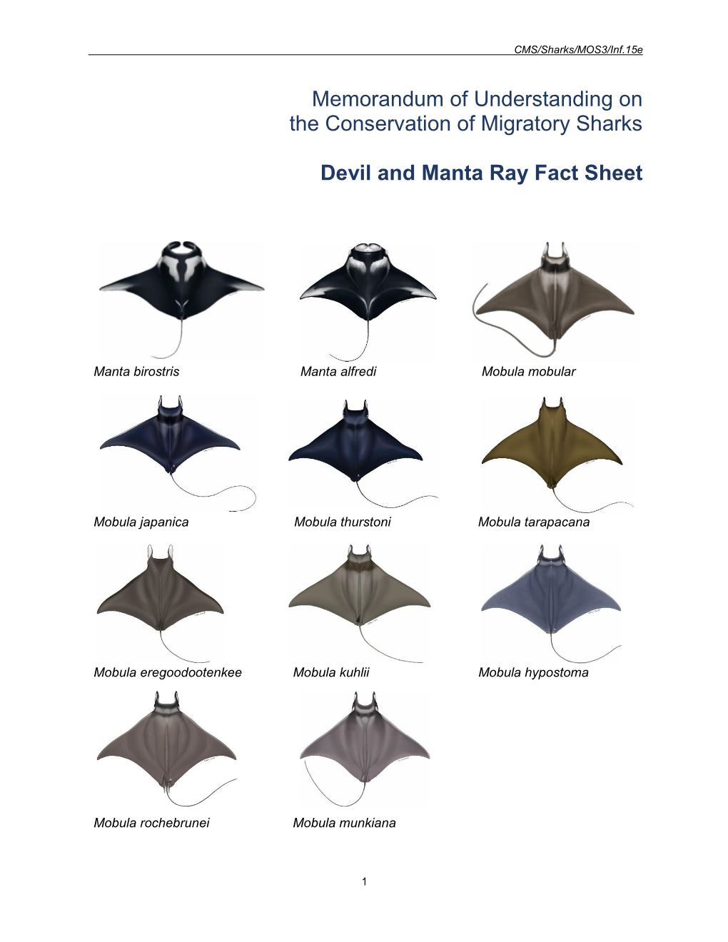 Mobulid Rays) Are Slow-Growing, Large-Bodied Animals with Some Species Occurring in Small, Highly Fragmented Populations