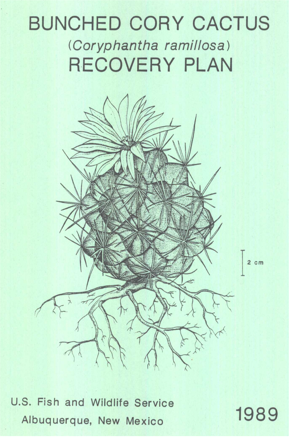 Bunched Cory Cactus R.Ecovery Plan 1989