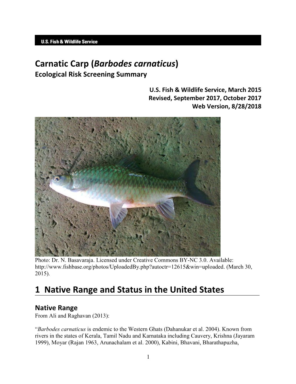 Carnatic Carp (Barbodes Carnaticus) ERSS