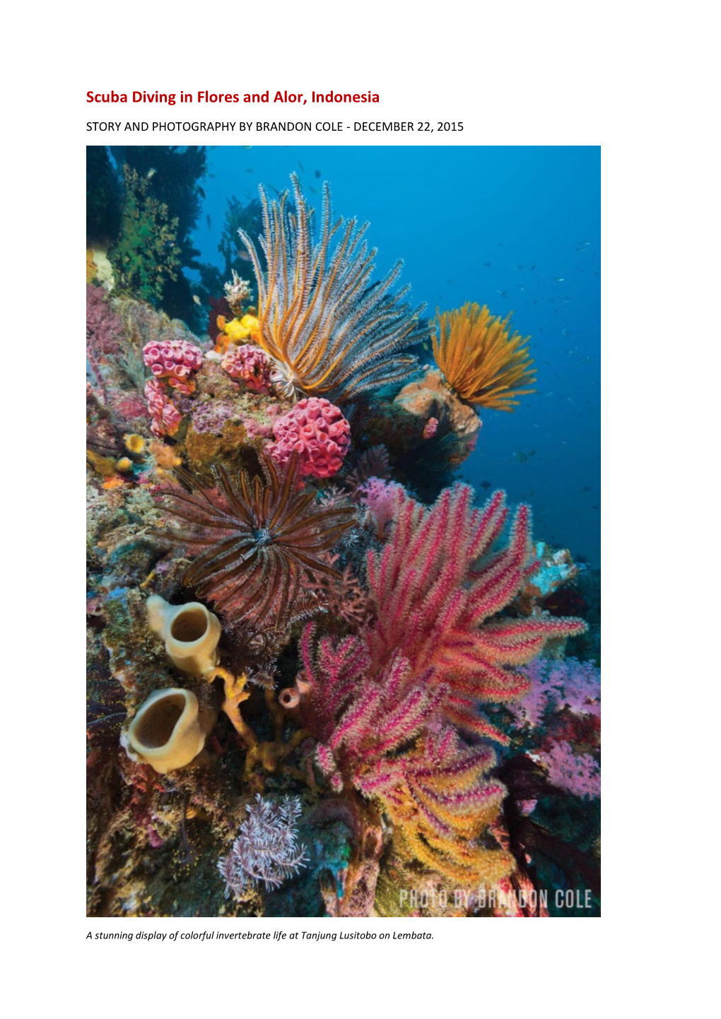 Scuba Diving in Flores and Alor, Indonesia