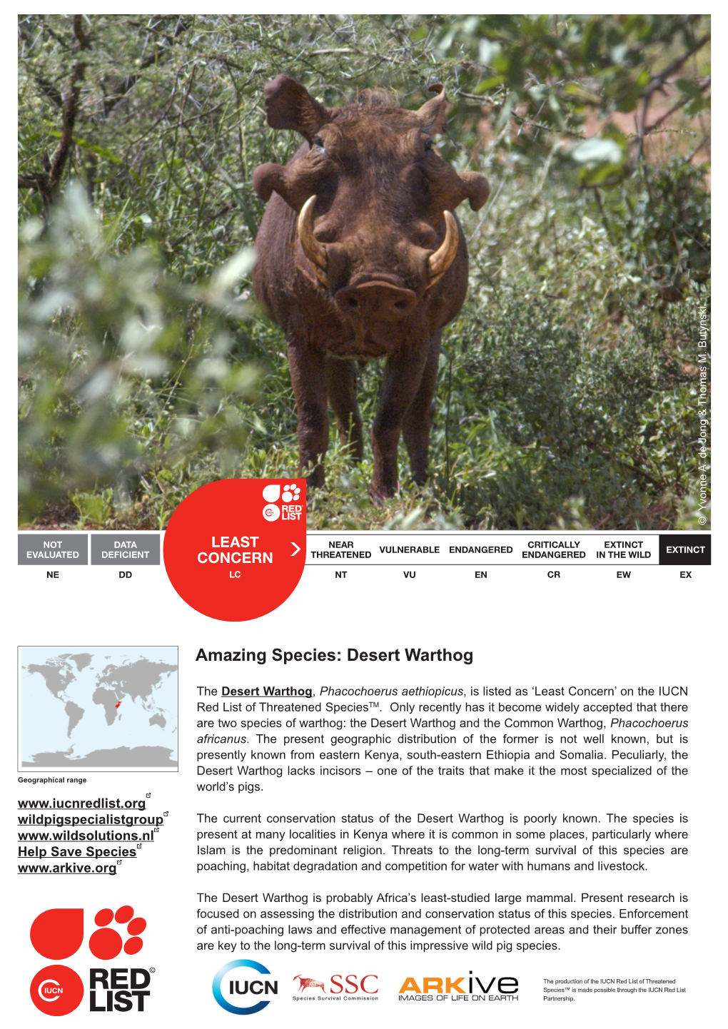 Amazing Species: Desert Warthog