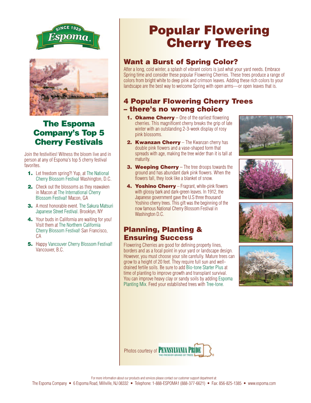 Popular Flowering Cherry Trees