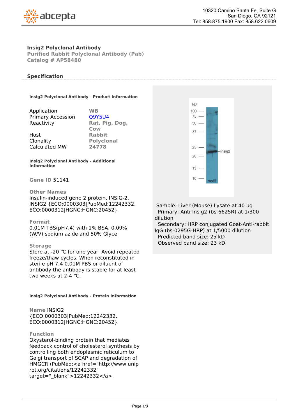 Insig2 Polyclonal Antibody Purified Rabbit Polyclonal Antibody (Pab) Catalog # AP58480