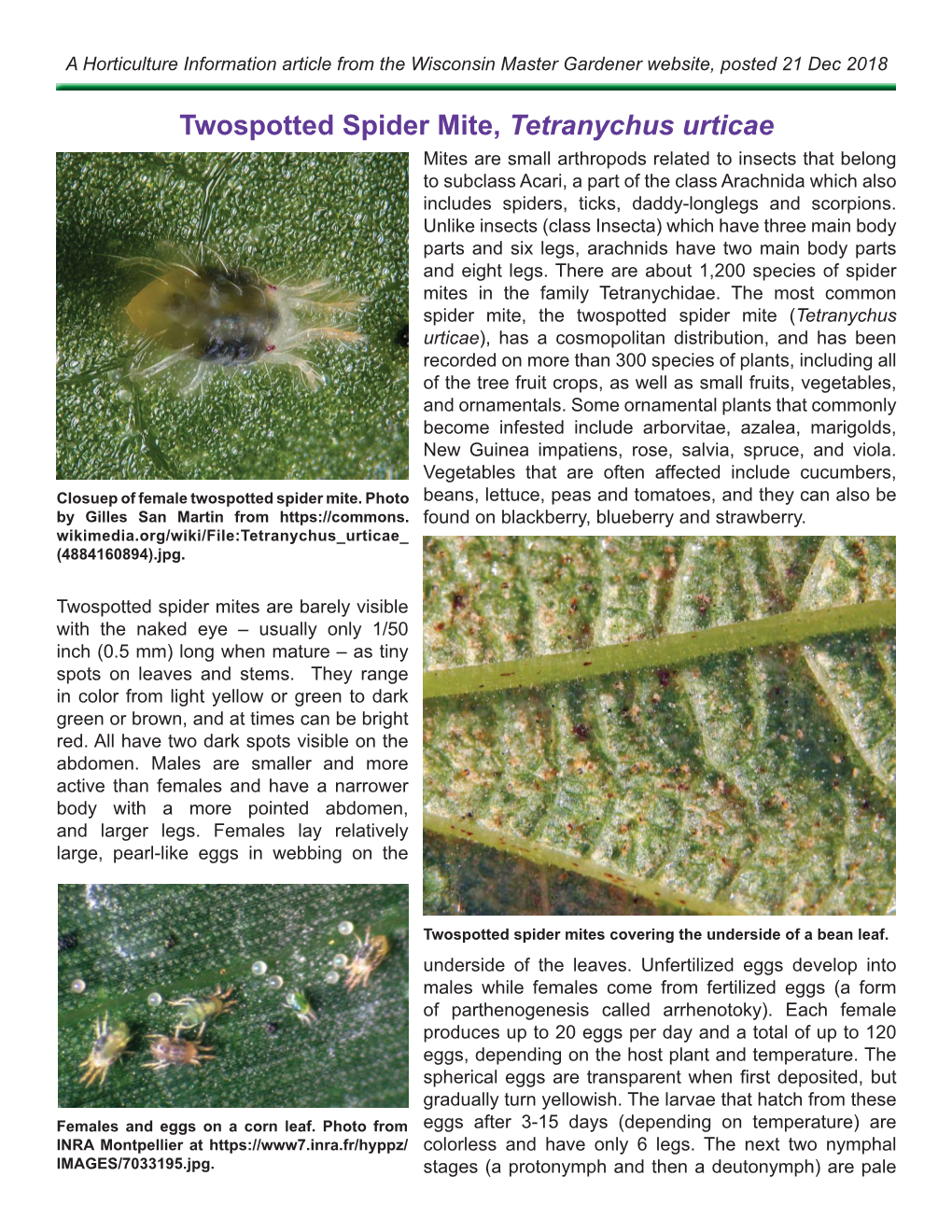 Twospotted Spider Mite, Tetranychus Urticae