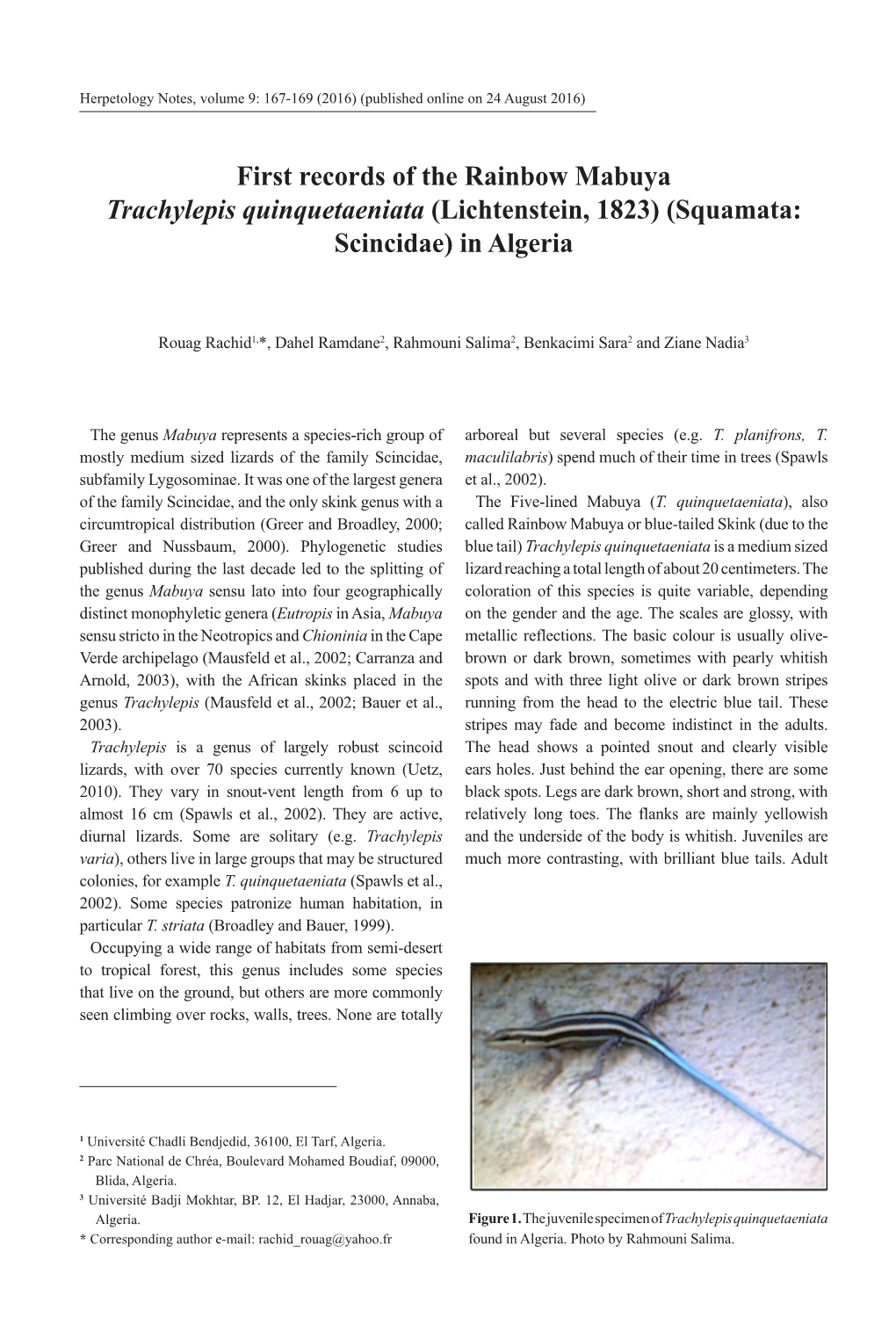 First Records of the Rainbow Mabuya Trachylepis Quinquetaeniata (Lichtenstein, 1823) (Squamata: Scincidae) in Algeria