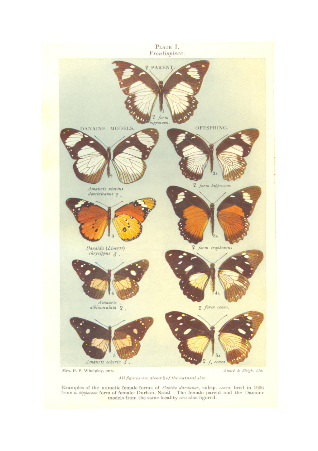Examples of the Mimetic Female Fol'ms of Papilio Danlallus, Form Of