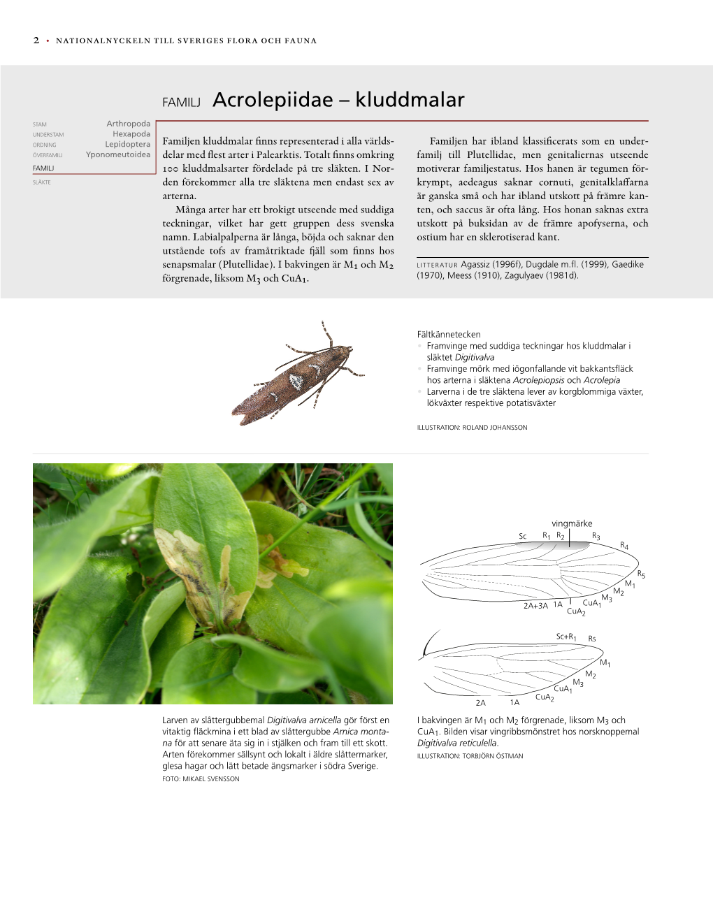 FAMILJ Acrolepiidae – Kluddmalar