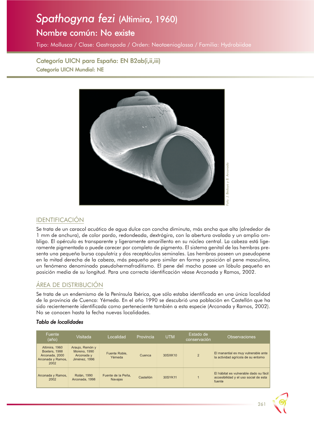 Spathogyna Fezi (Altimira, 1960) Nombre Común: No Existe Tipo: Mollusca / Clase: Gastropoda / Orden: Neotaenioglossa / Familia: Hydrobiidae