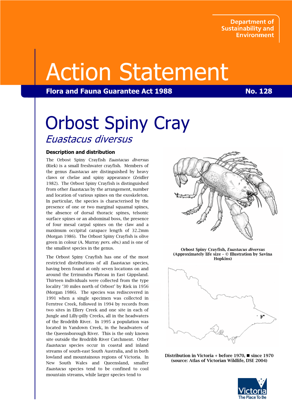 Orbost Spiny Crayfish (Euastacus Diversus)