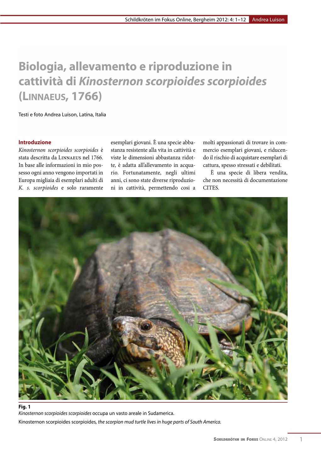 Biologia, Allevamento E Riproduzione in Cattività Di Kinosternon Scorpioides Scorpioides (Linnaeus, 1766)