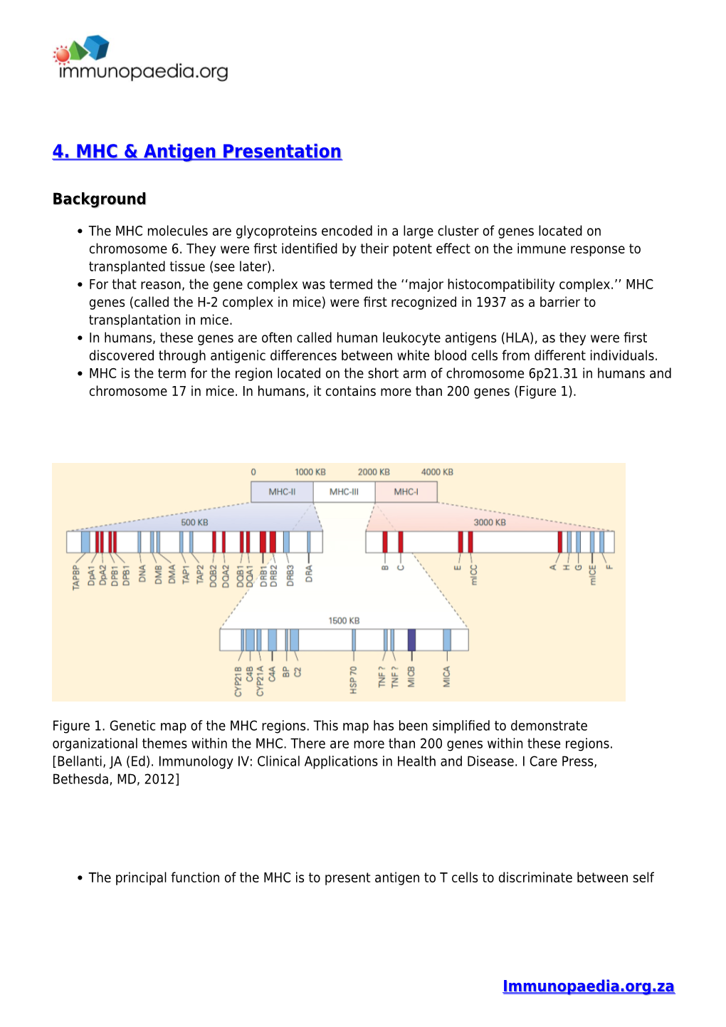 4. MHC & Antigen Presentation