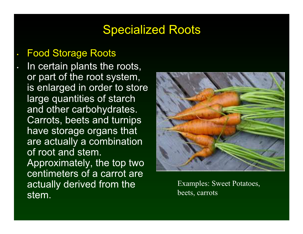 Specialized Roots