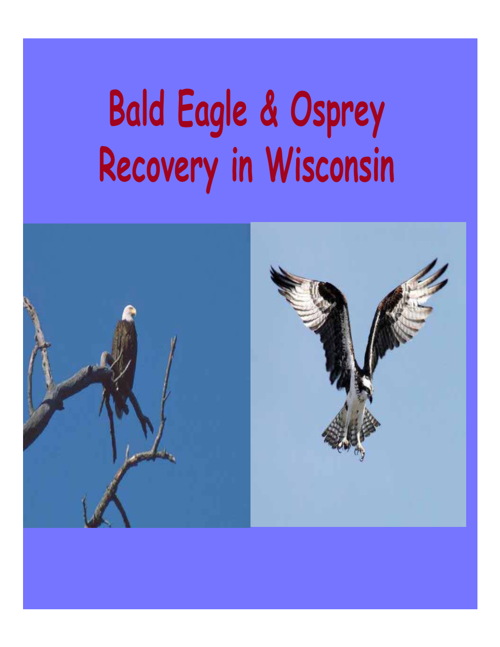 Bald Eagle & Osprey Recovery in Wisconsin