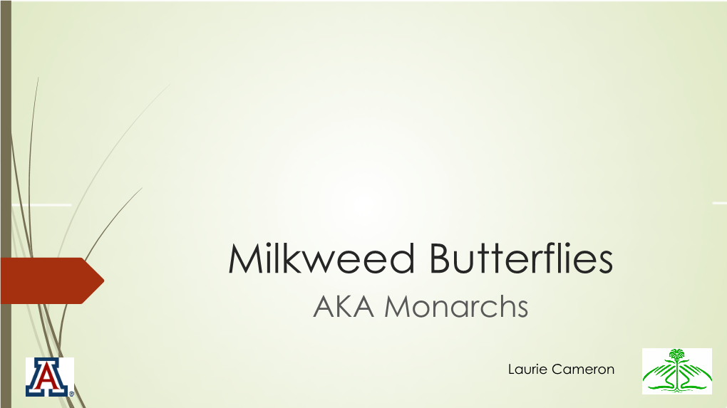 Milkweed Butterflies AKA Monarchs