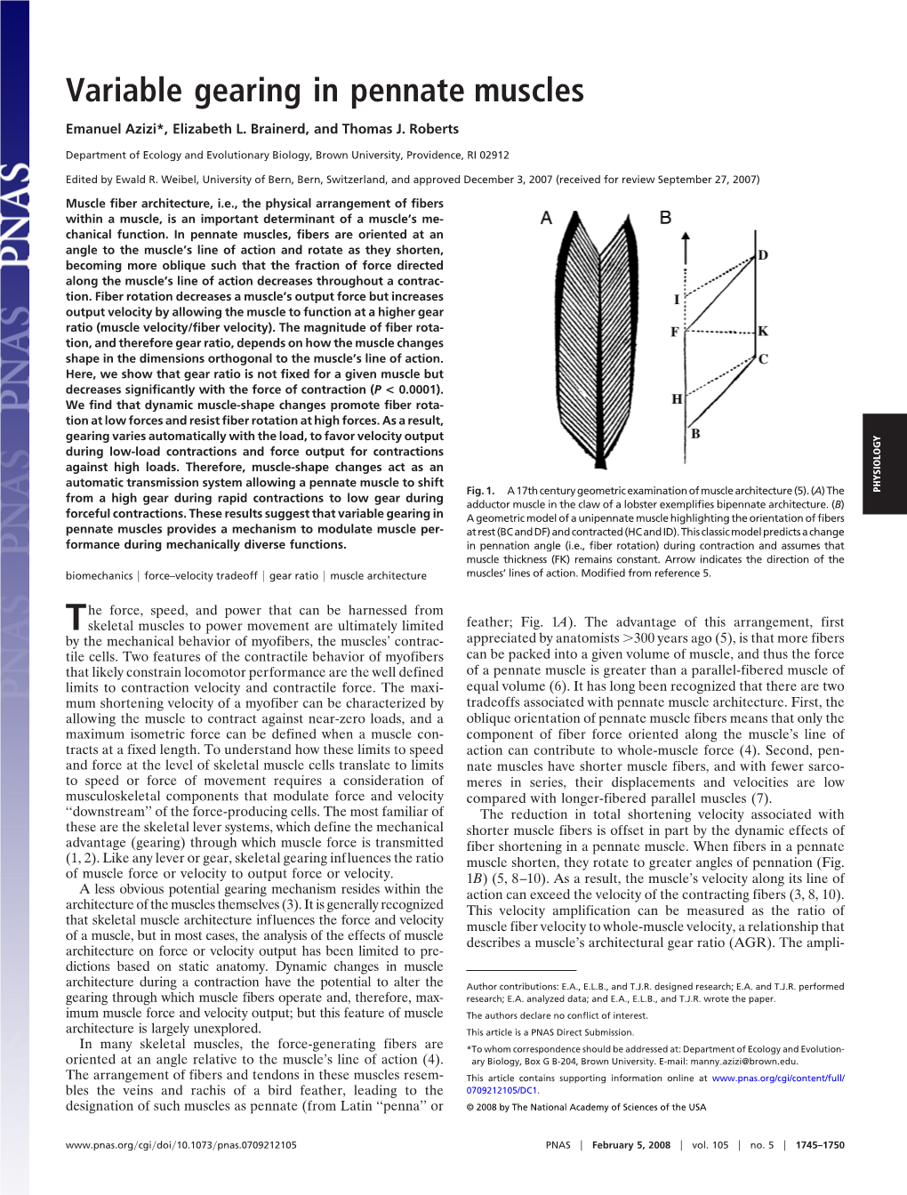 Variable Gearing in Pennate Muscles