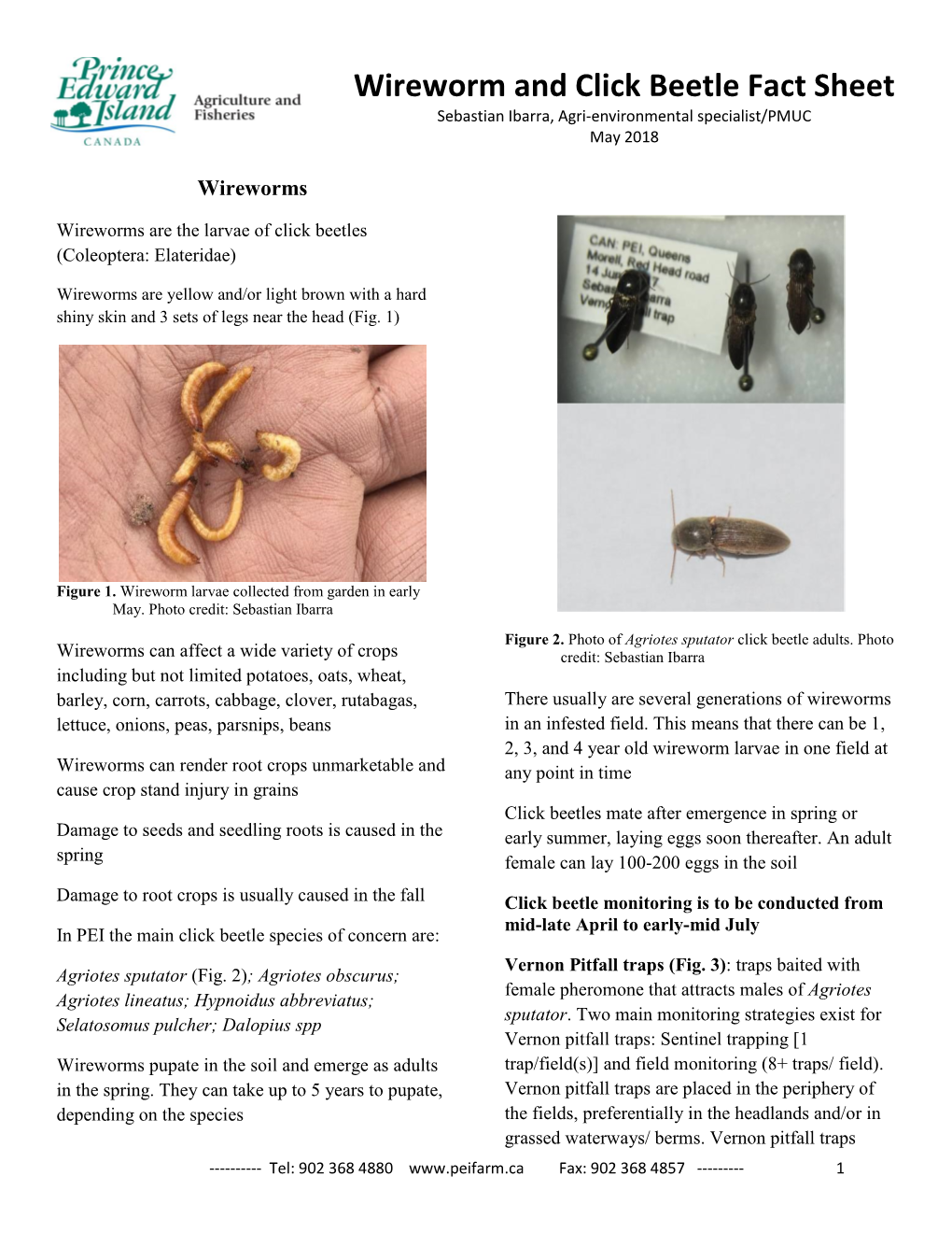 Wireworm and Click Beetle Fact Sheet Sebastian Ibarra, Agri-Environmental Specialist/PMUC May 2018