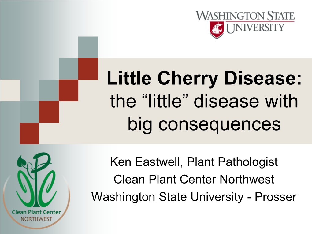 Little Cherry Disease: the “Little” Disease with Big Consequences