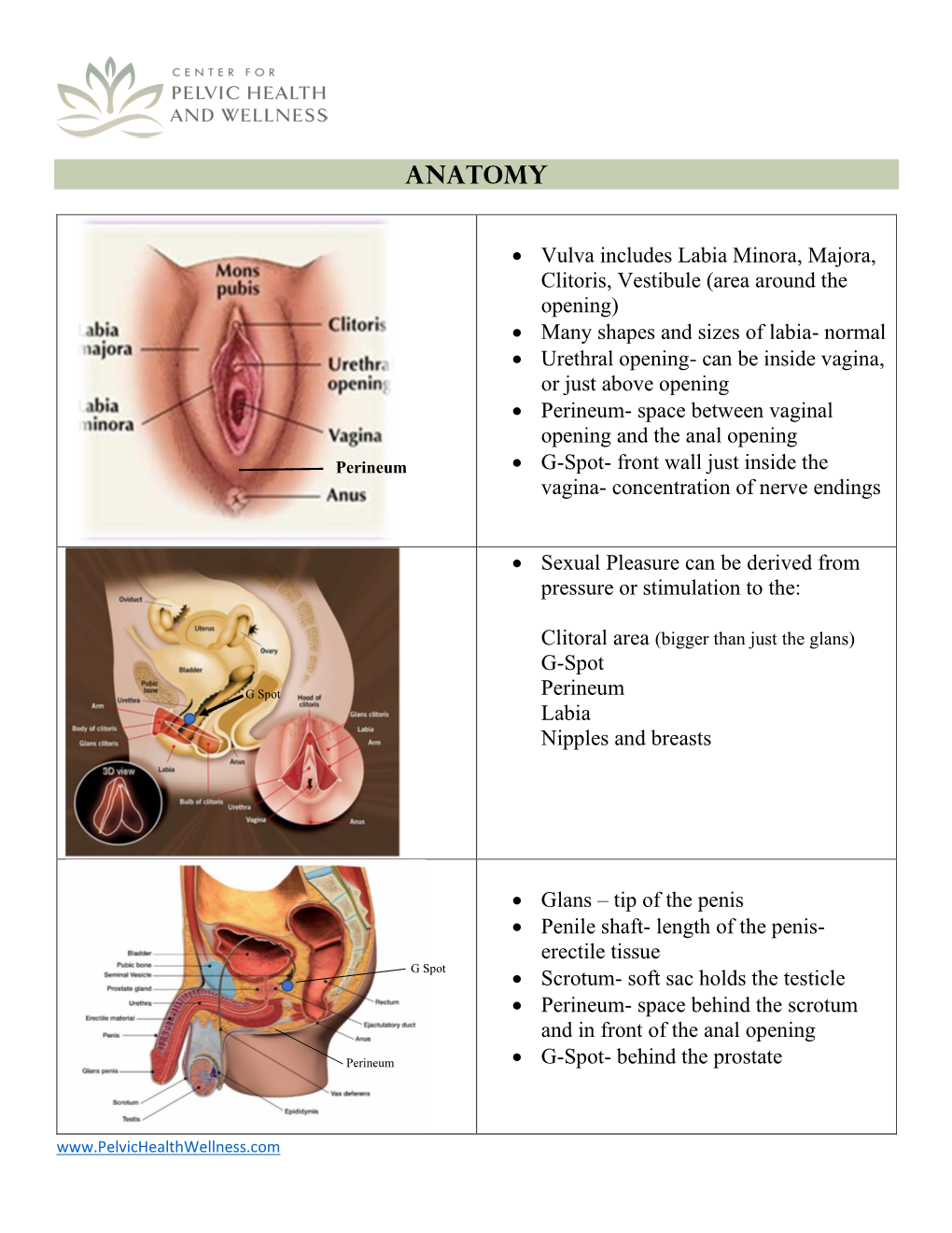 Sexual Anatomy