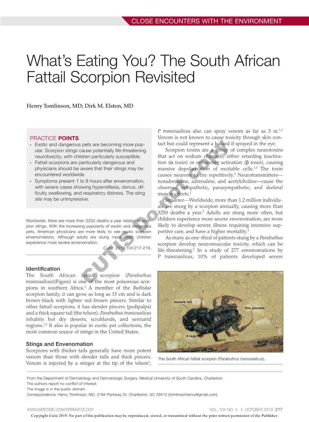 The South African Fattail Scorpion Revisited