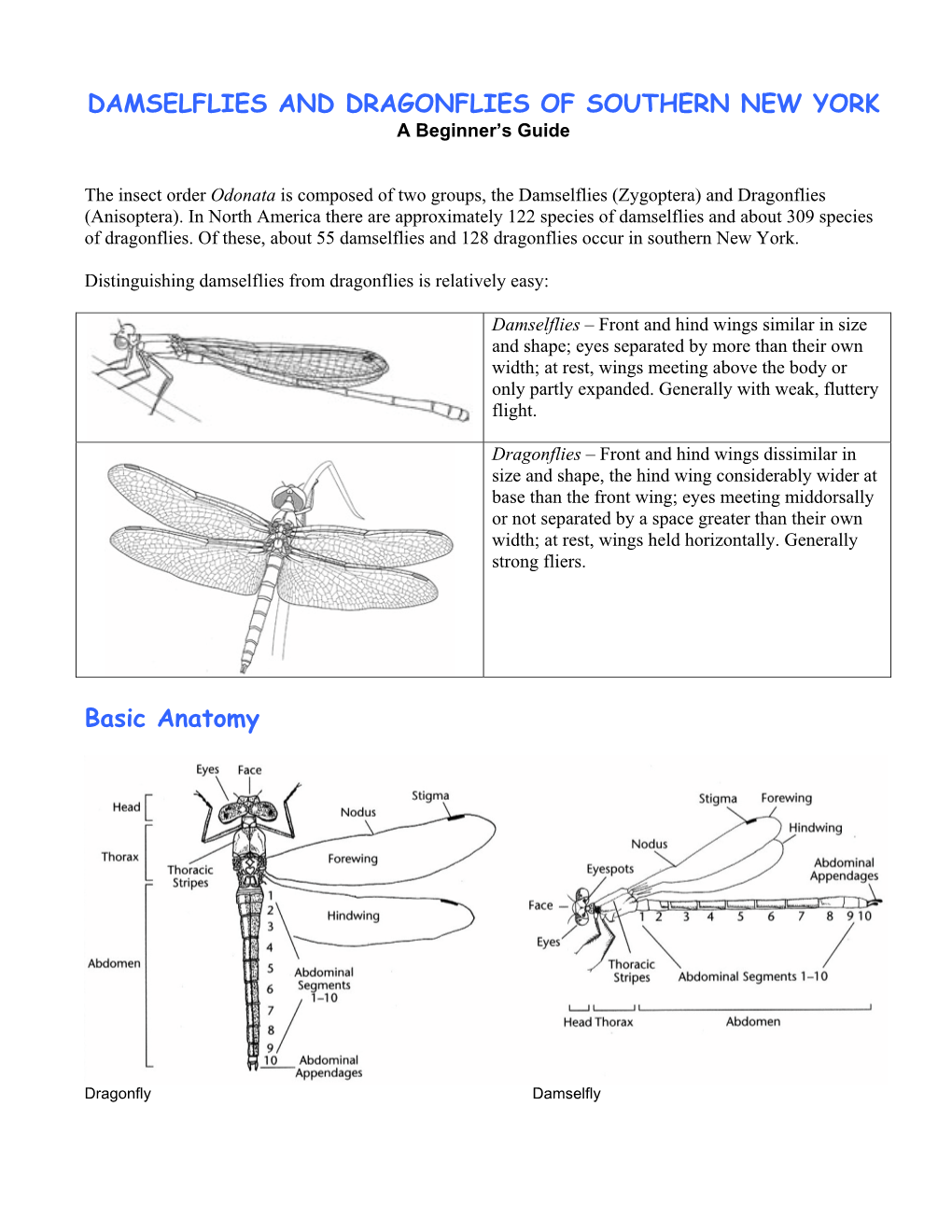 DAMSELFLIES and DRAGONFLIES of SOUTHERN NEW YORK Basic