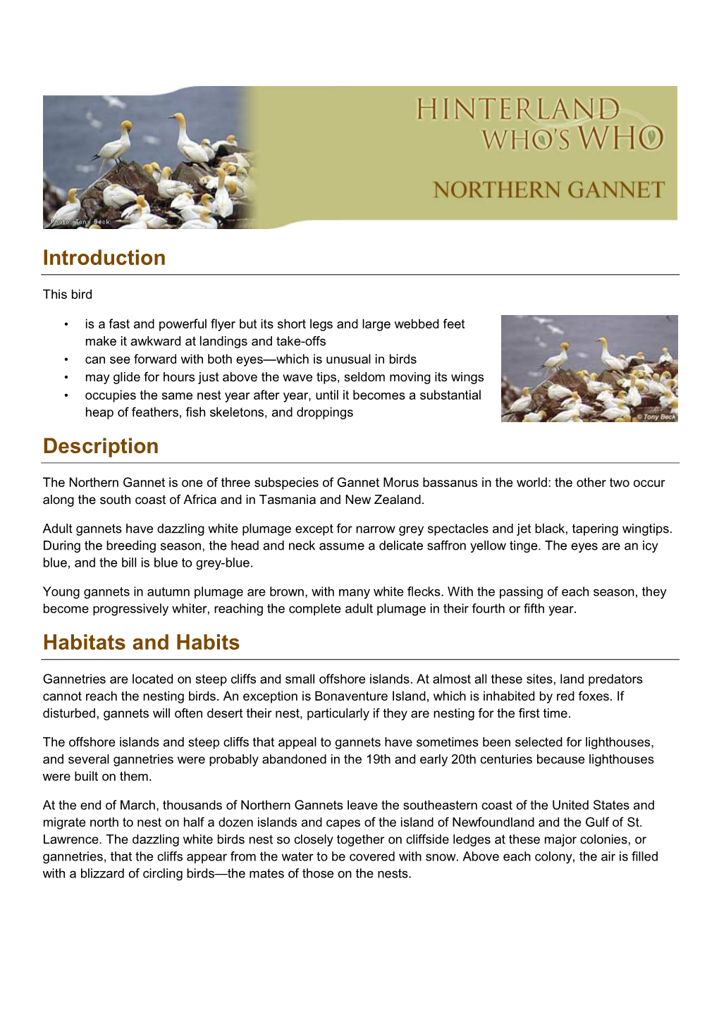 Northern-Gannet-En.Pdf