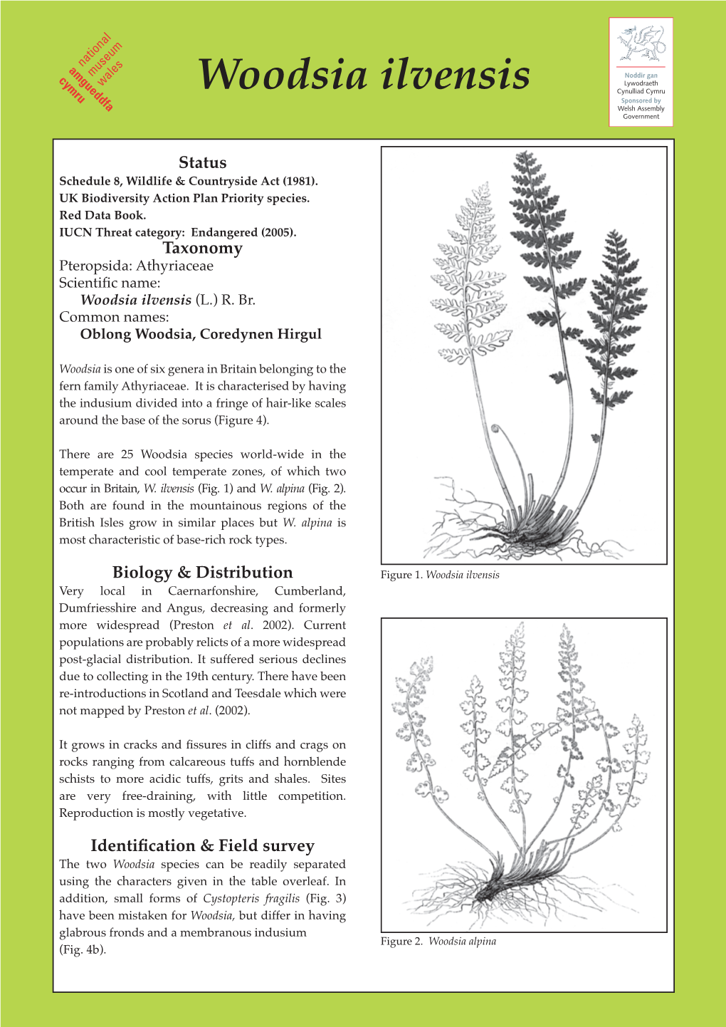 Woodsia Ilvensis