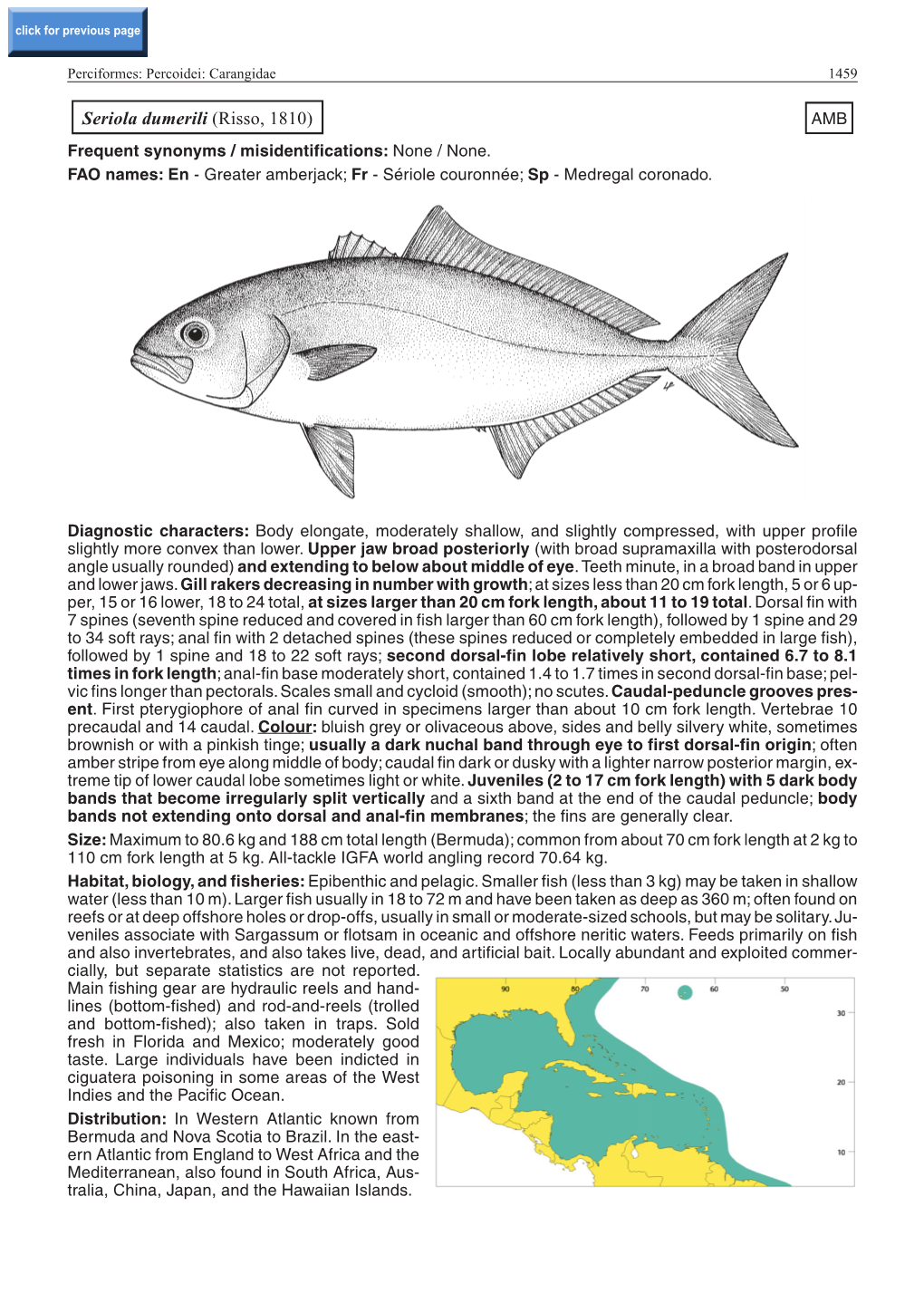 Seriola Dumerili (Risso, 1810) AMB Frequent Synonyms / Misidentifications: None / None