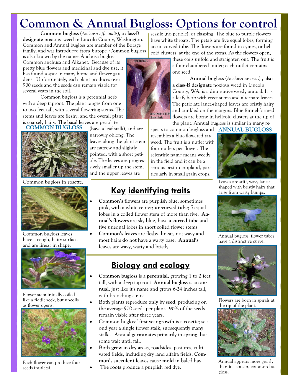 Common & Annual Bugloss: Options for Control