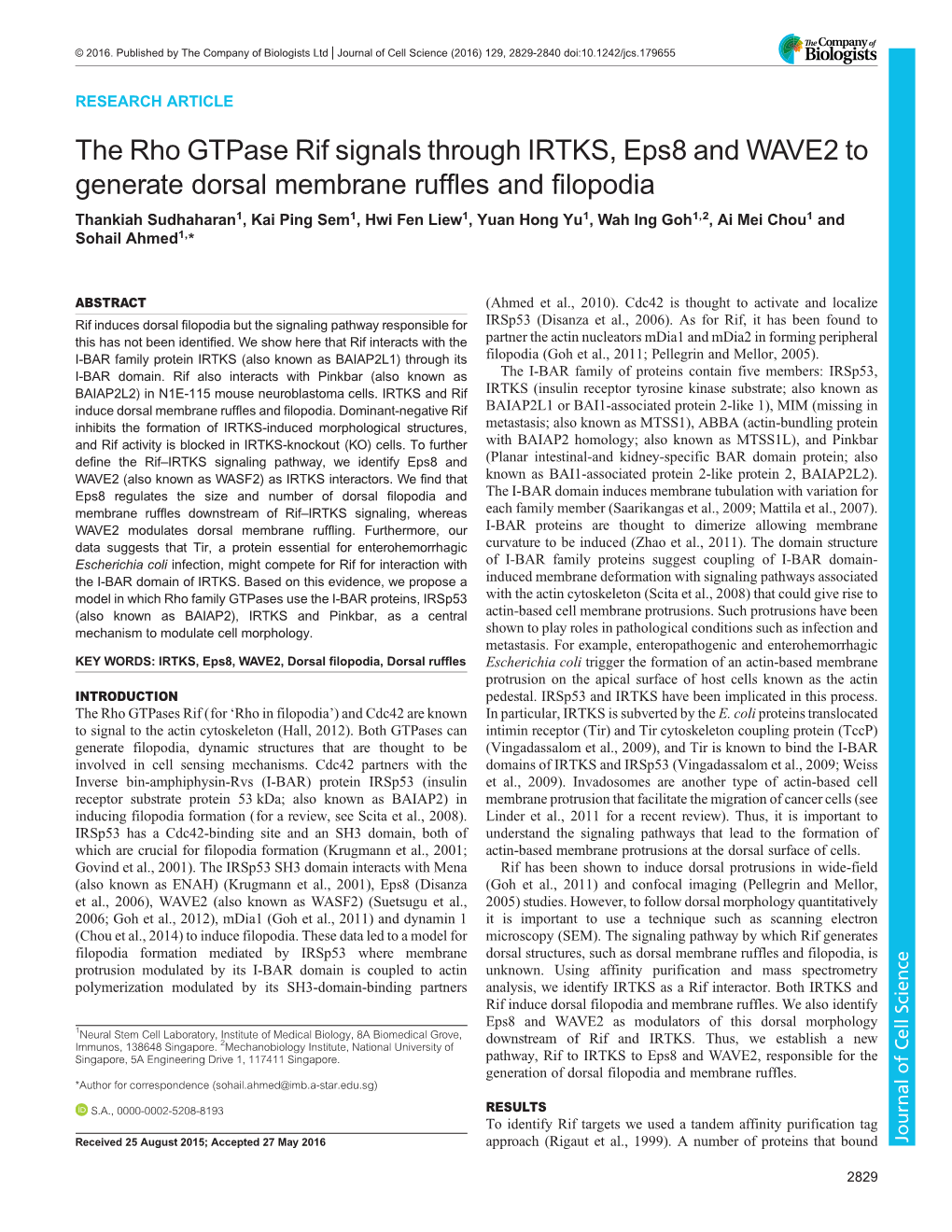 The Rho Gtpase Rif Signals Through IRTKS, Eps8 and WAVE2 To