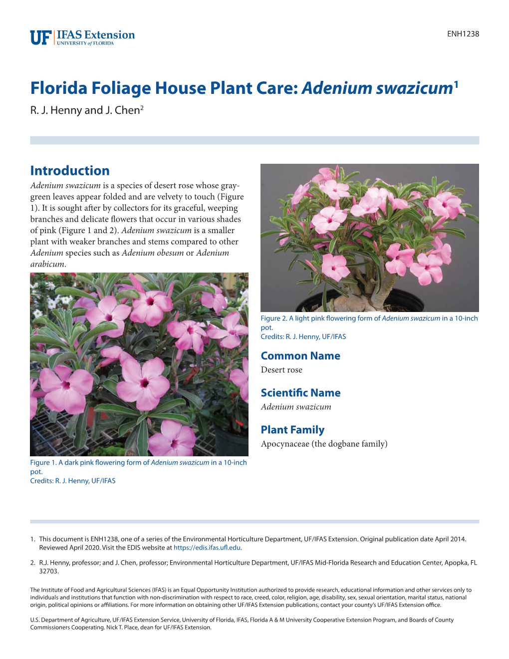 Florida Foliage House Plant Care: Adenium Swazicum1 R