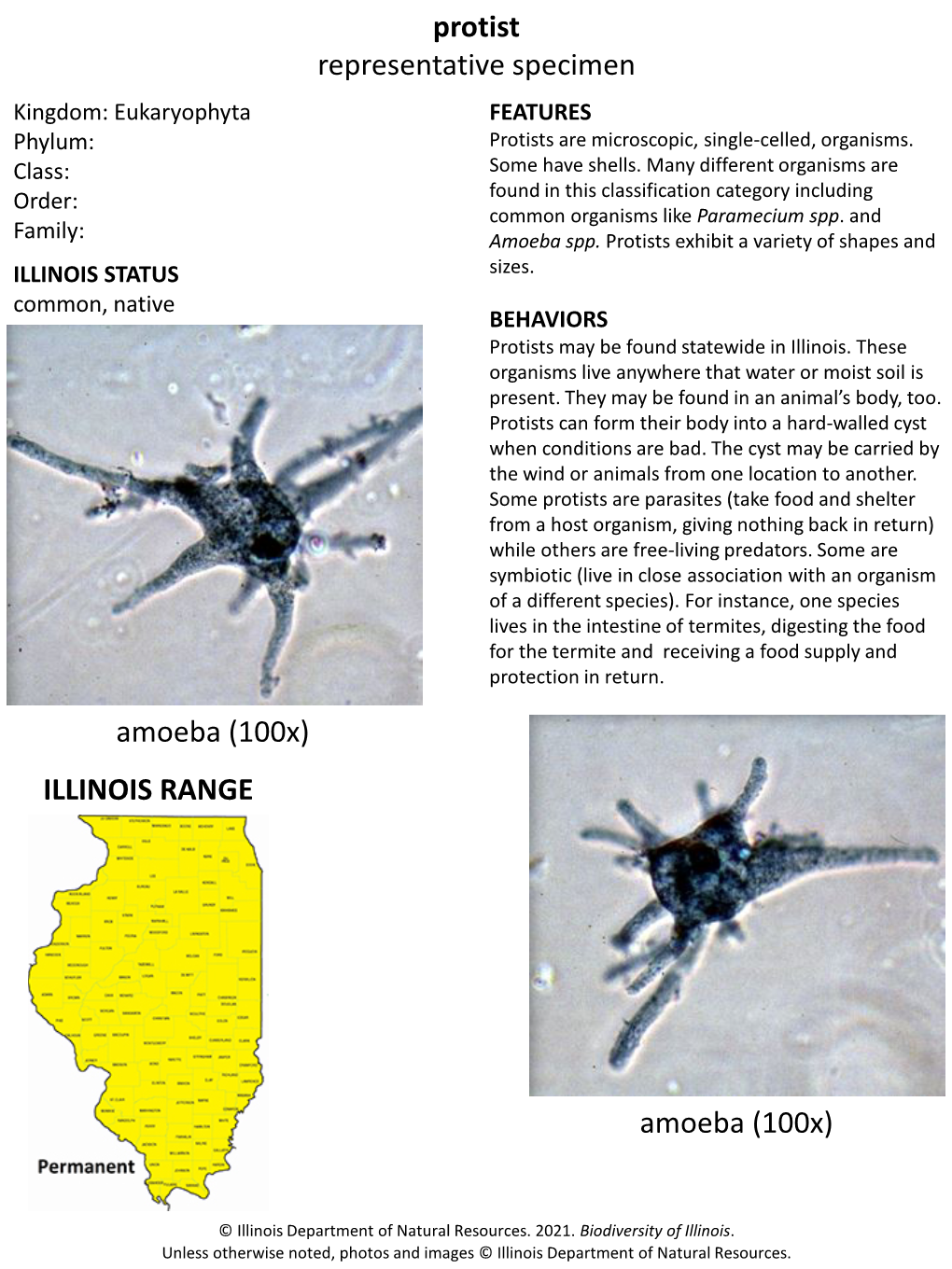 Protist Representative Specimen ILLINOIS RANGE Amoeba (100X)