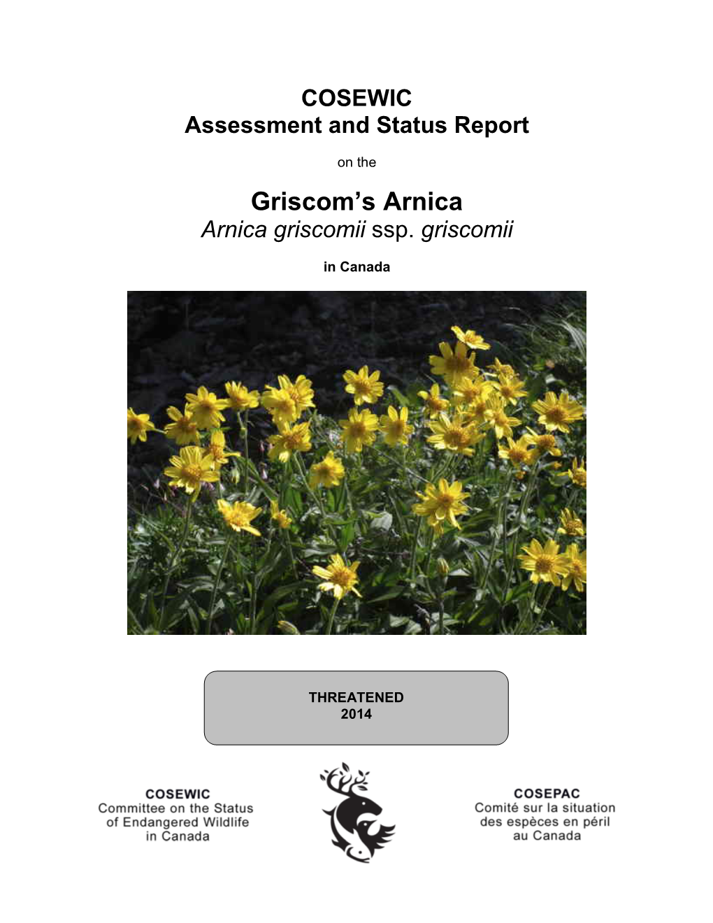 Griscom's Arnica Arnica Griscomii