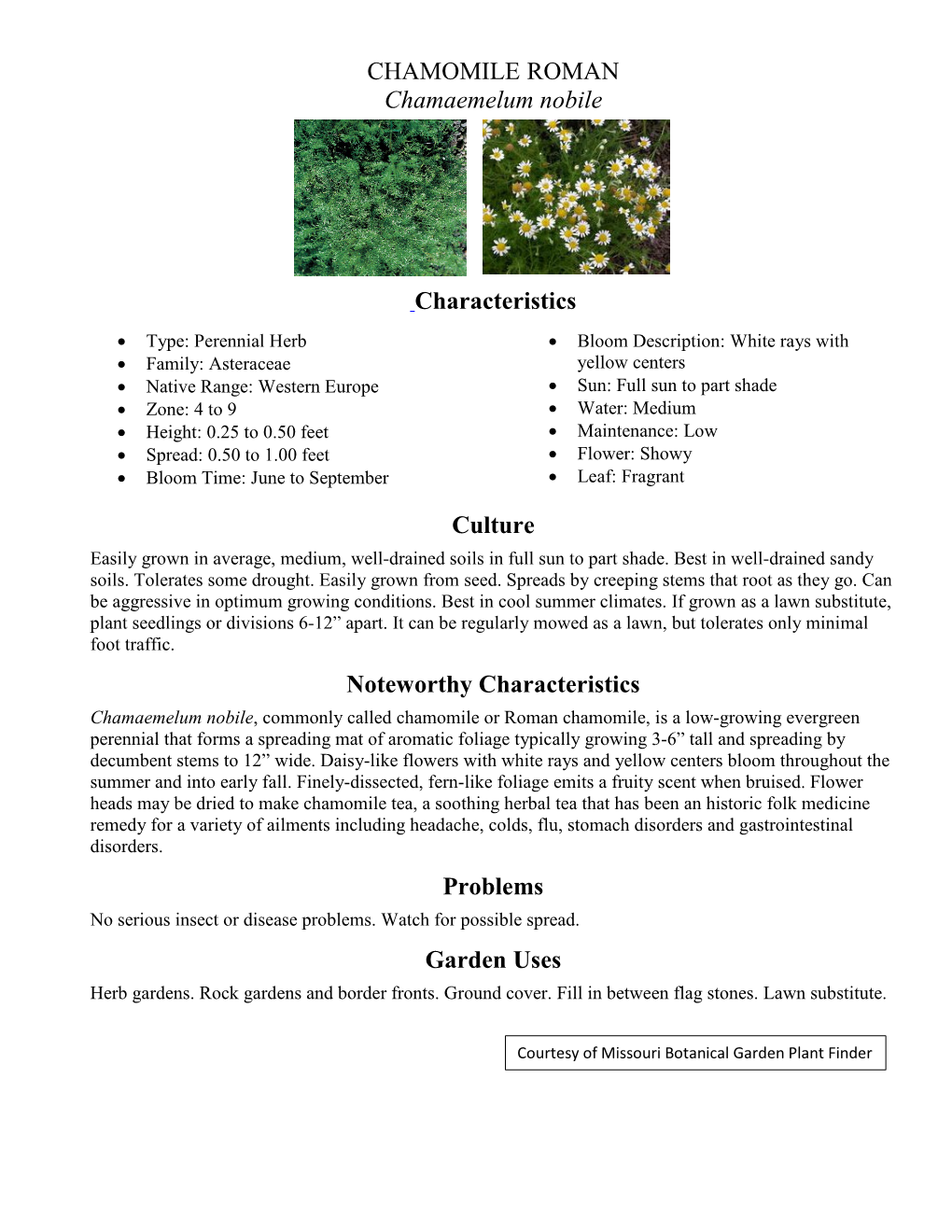 CHAMOMILE ROMAN Chamaemelum Nobile Characteristics Culture