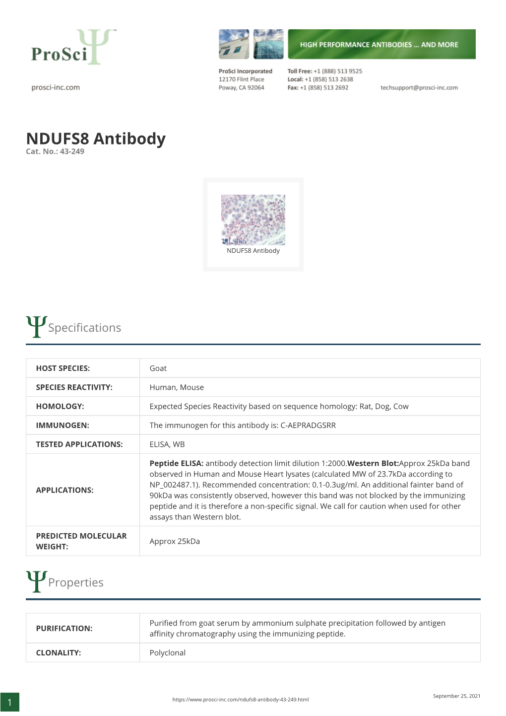 NDUFS8 Antibody Cat