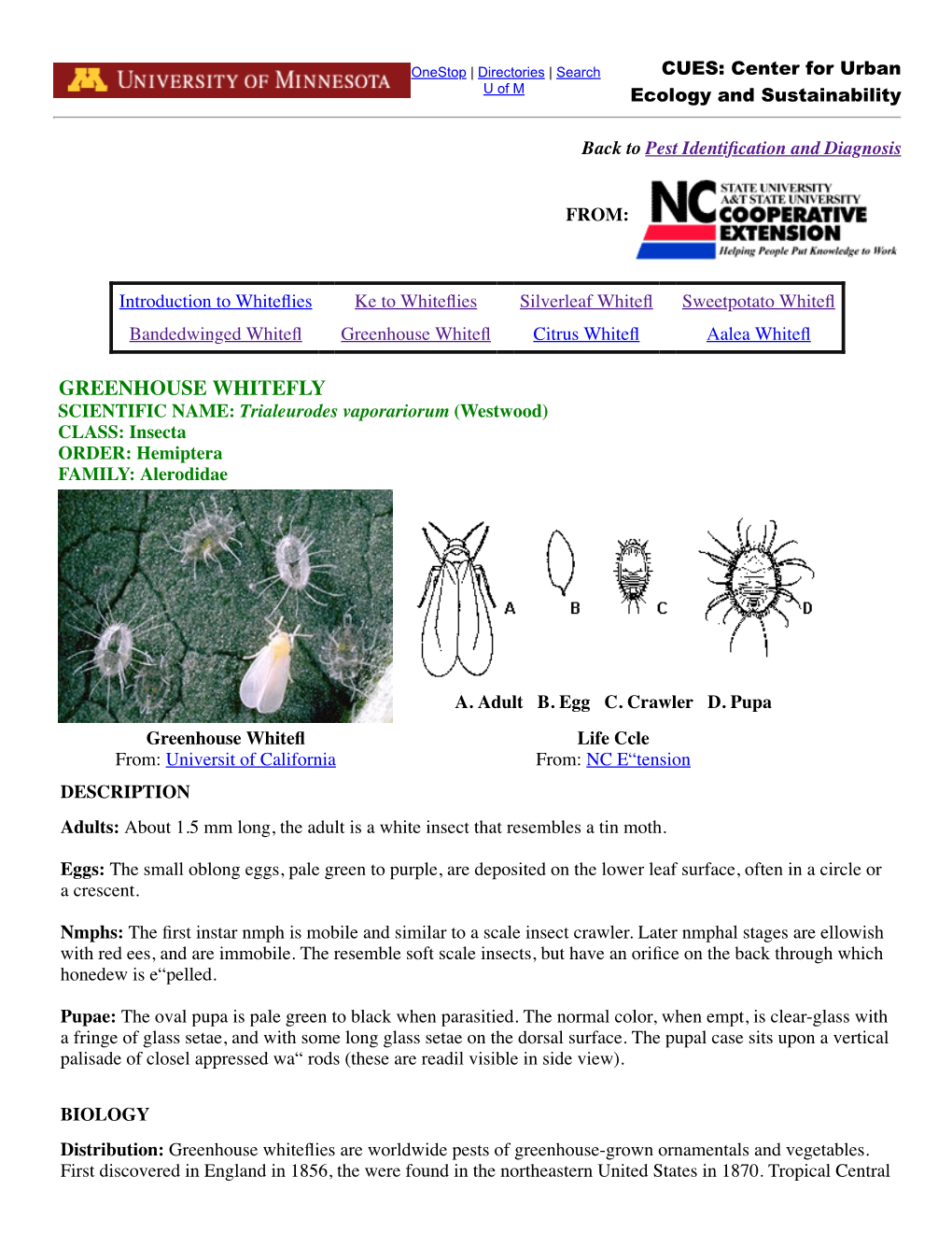 GREENHOUSE WHITEFLY SCIENTIFIC NAME: Trialeurodes Vaporariorum (Westwood) CLASS: Insecta ORDER: Hemiptera FAMILY: Alerodidae