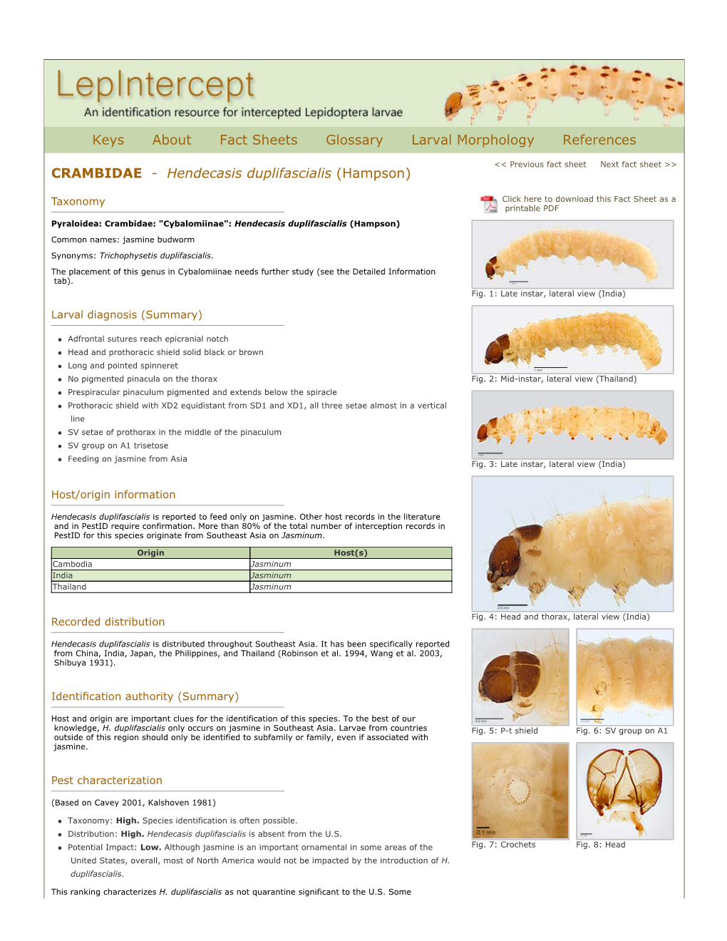 Hendecasis Duplifascialis (Hampson)