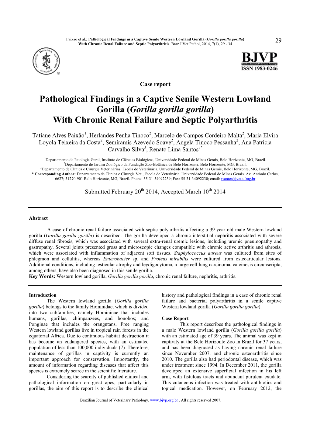 Pathological Findings in a Captive Senile Western Lowland Gorilla (Gorilla Gorilla Gorilla) 29 with Chronic Renal Failure and Septic Polyarthritis