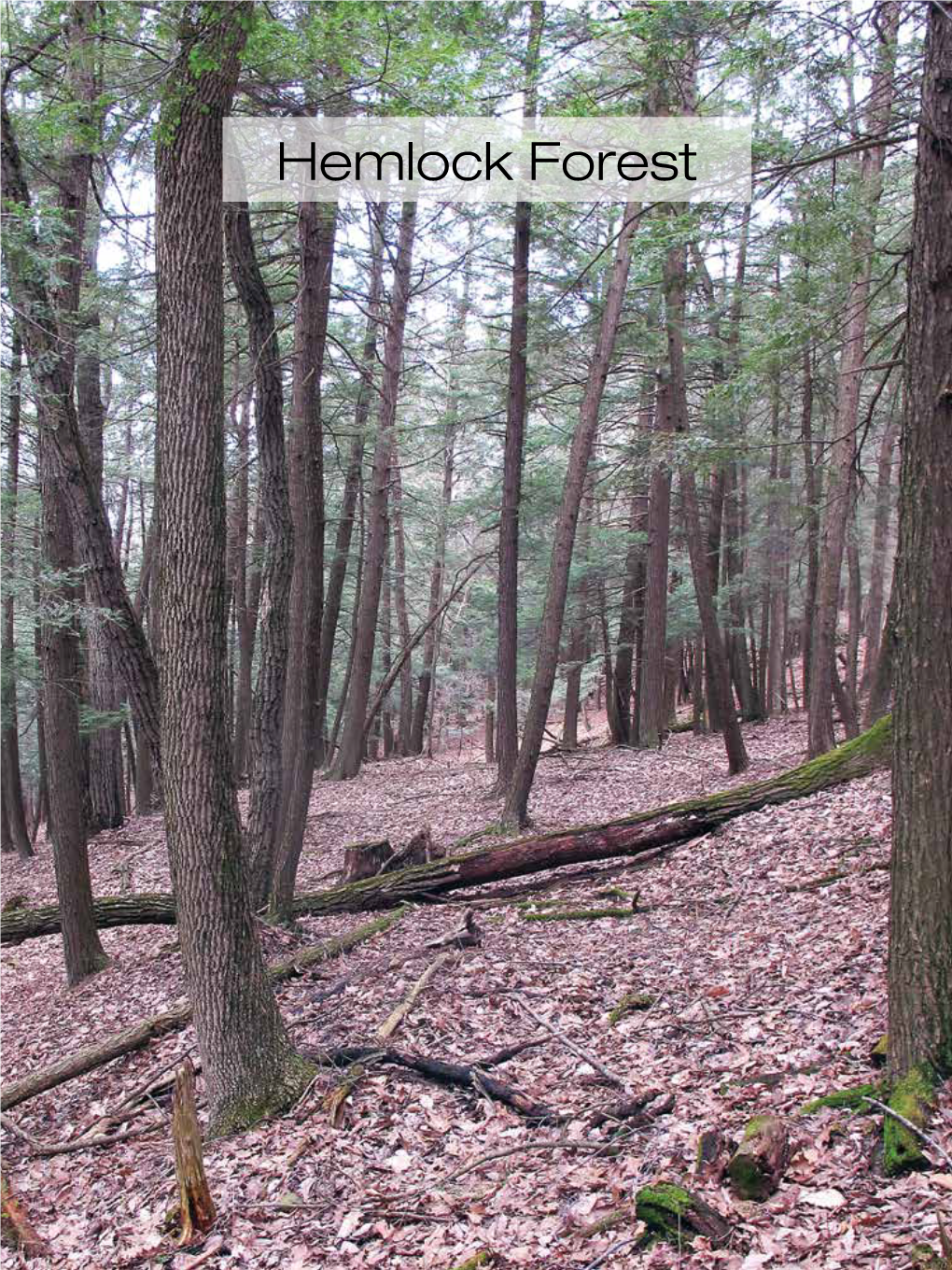 Hemlock Forest