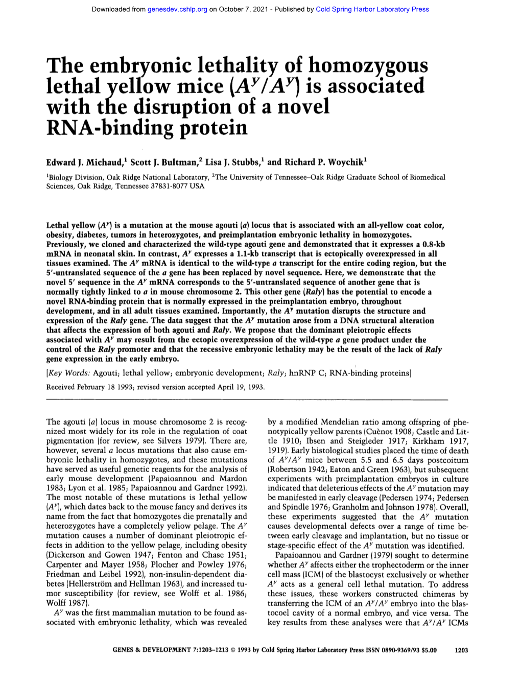 The Embryonic Lethality of Homozygous Lethal Yellow Mice (AY/A Y) Is Associated with the Disruption of a Novel RNA-Binding Protein