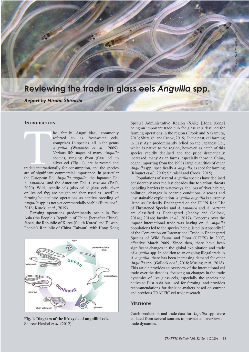 Reviewing the Trade in Glass Eels Anguilla Spp. Report by Hiromi Shiraishi