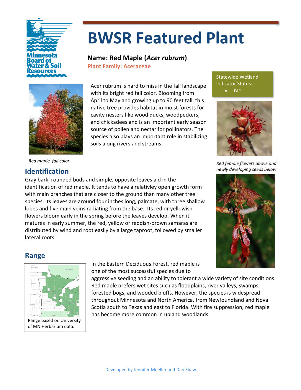 Red Maple (Acer Rubrum) Plant Family: Aceraceae